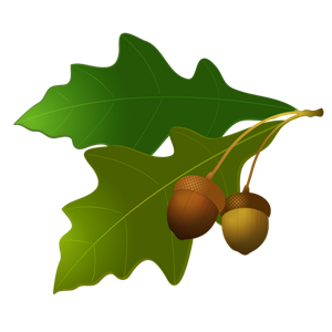 Acorn PNG image-37009
